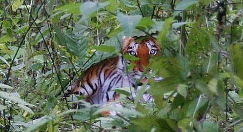 华南虎明星,传奇虎王的风采与传奇