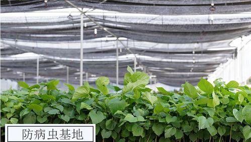 头条种菜怎样提高贡献率,高效策略全解析